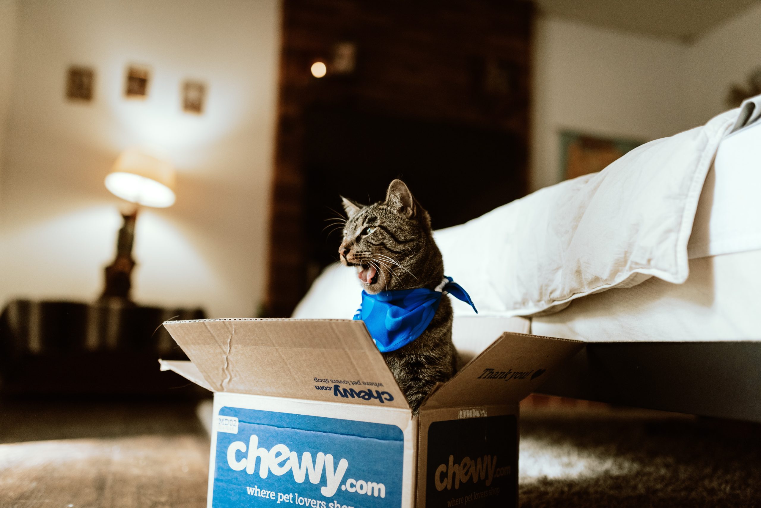 A cat in a box from chewy.com.