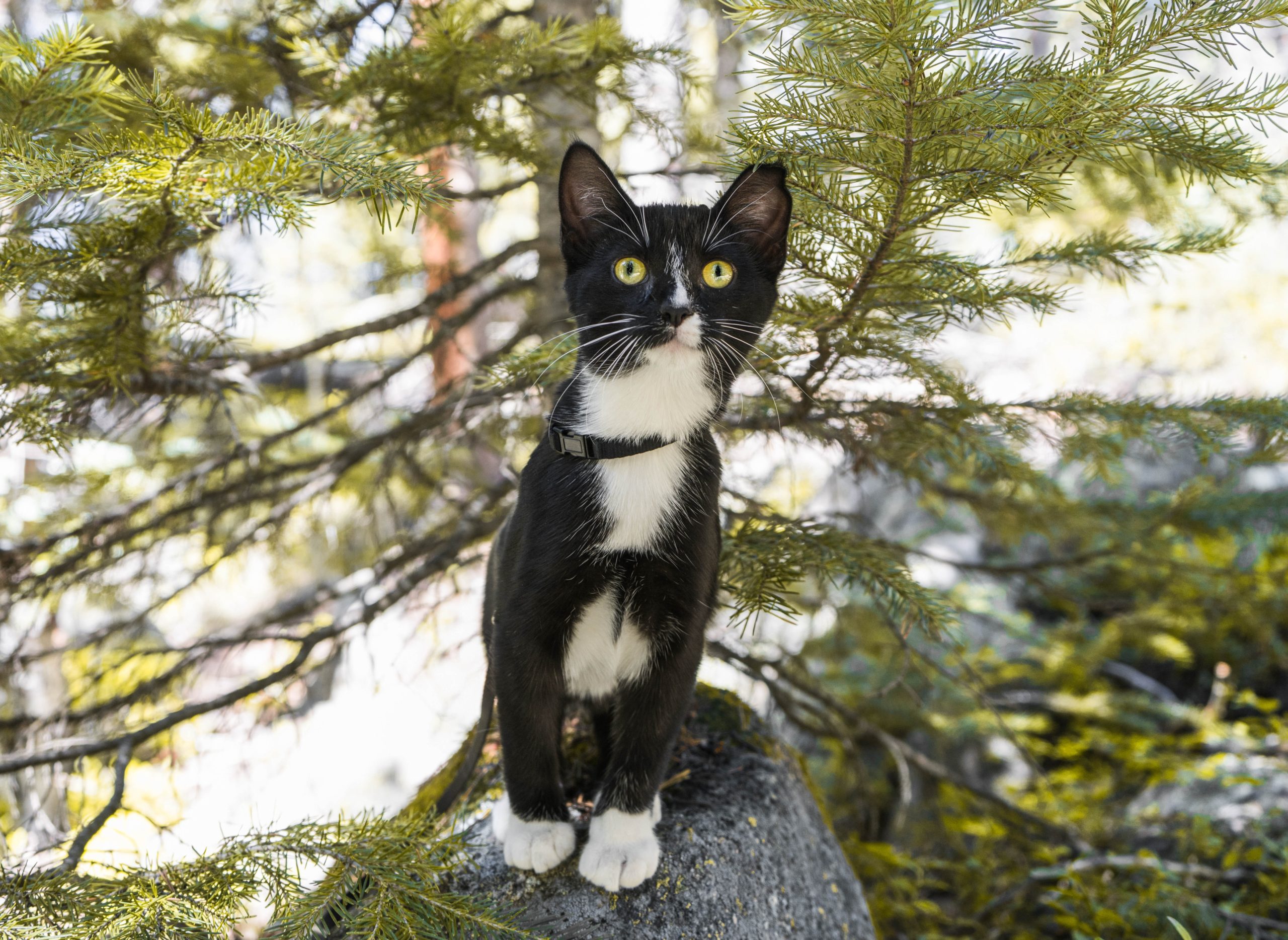 12-surprising-facts-about-tuxedo-cats