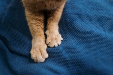 An orange cat's paws.