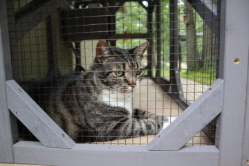 A cat in the catio.