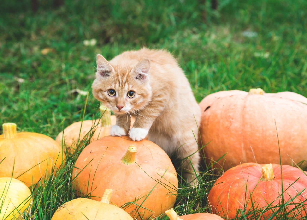 How To Get A Cat To Eat Pumpkin