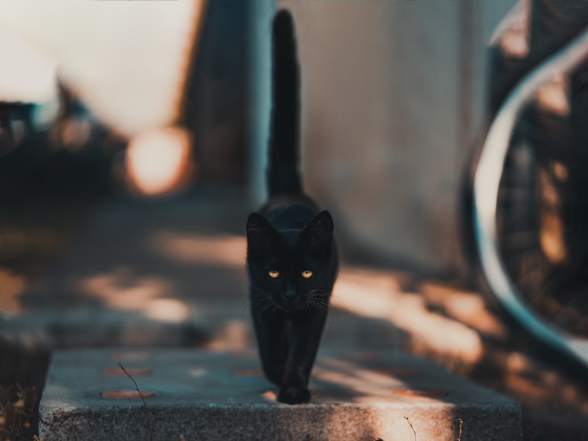 10 Mysterious Facts About Black Cats 8569