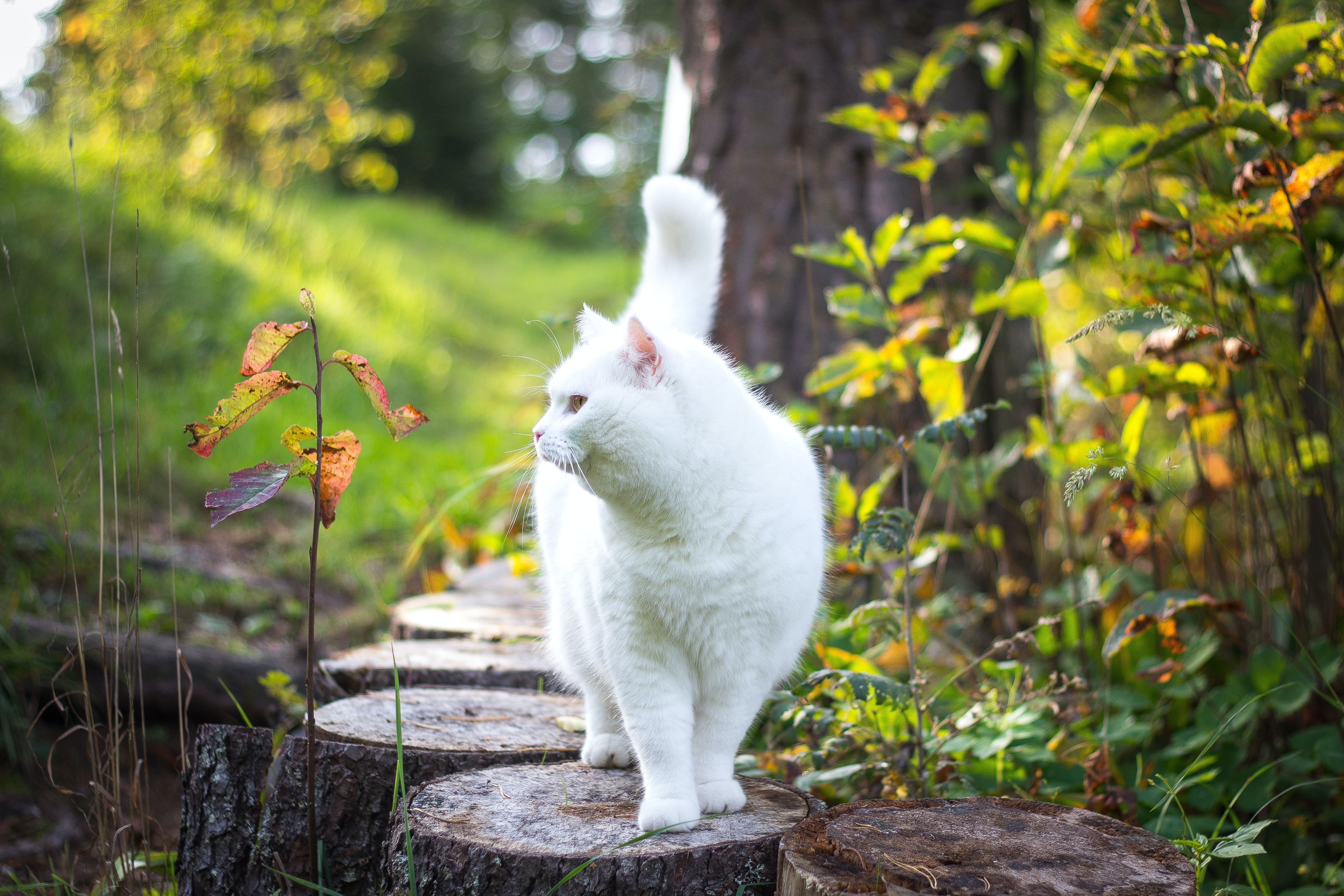 A white cat outside.