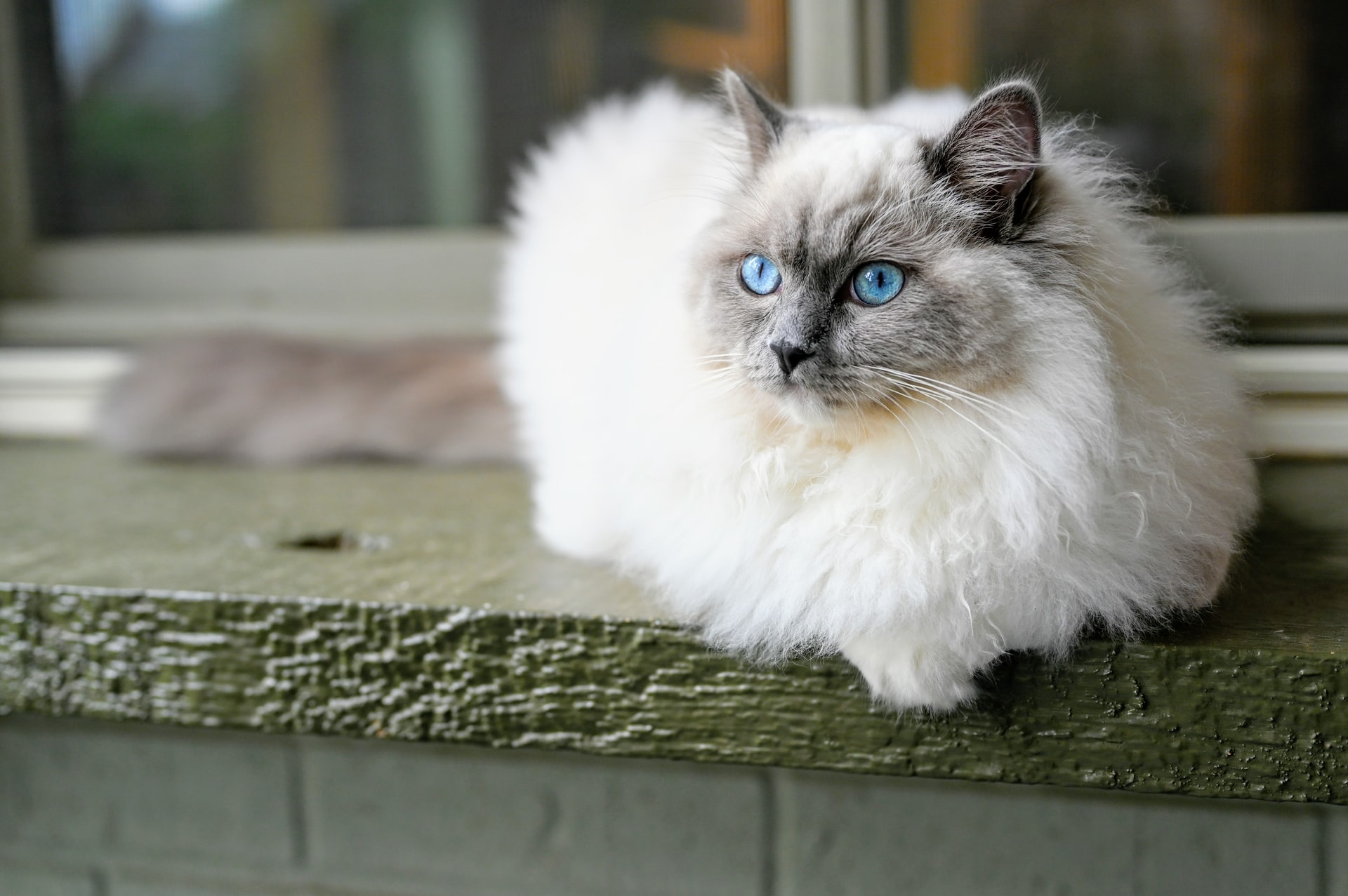 10-fun-facts-about-ragdoll-cats
