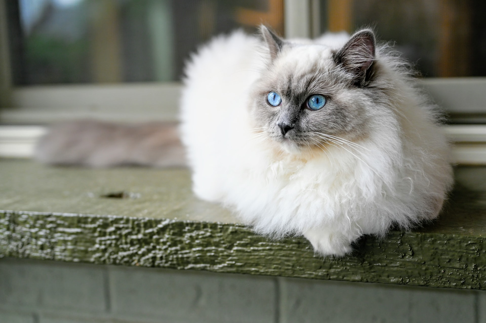 are-ragdoll-cats-like-dogs