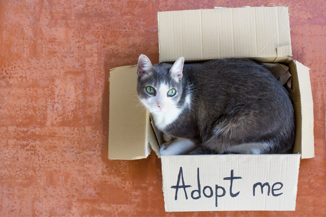 10-things-to-know-before-adopting-a-cat