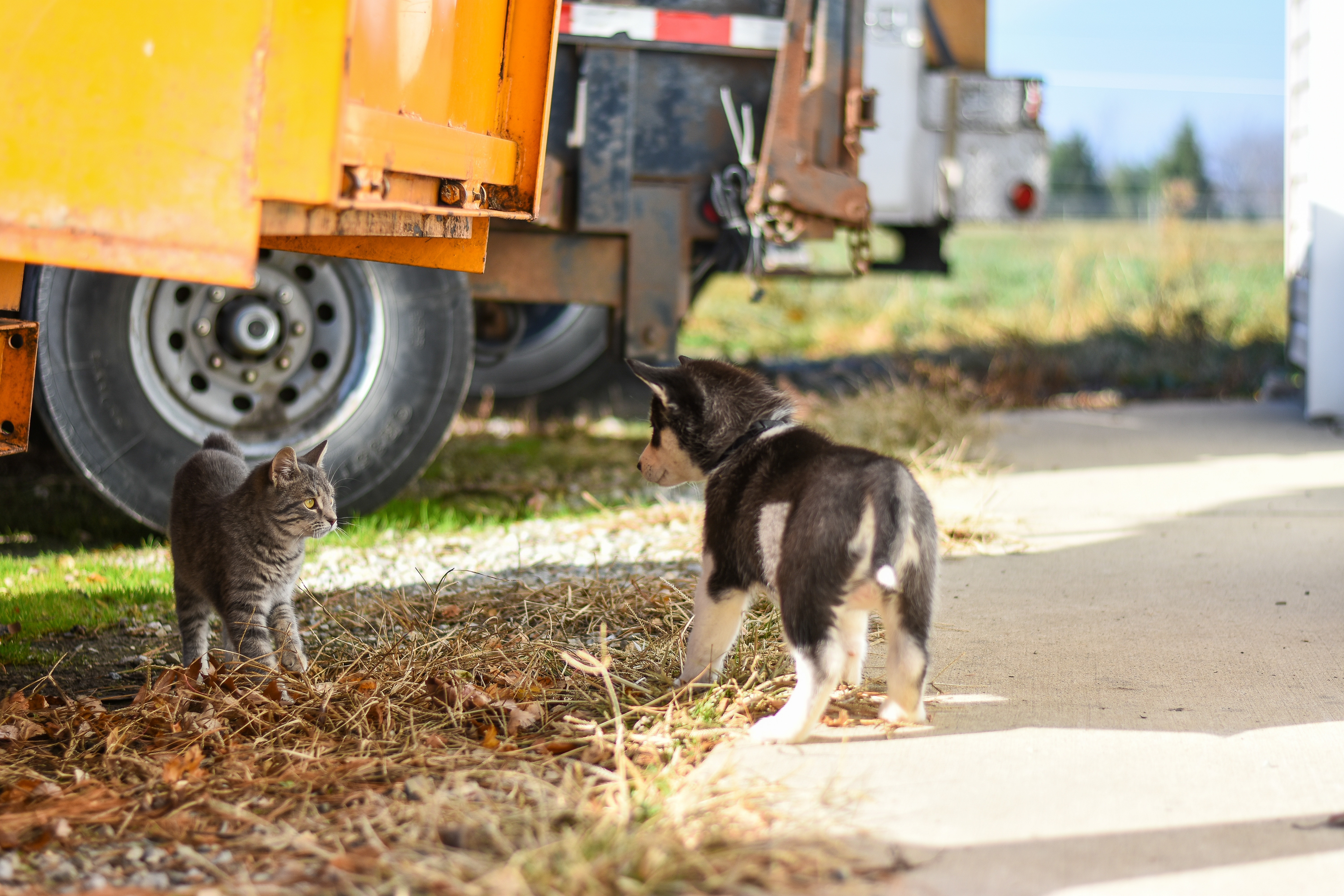 Top 10 Worst Dog Breeds For Cats