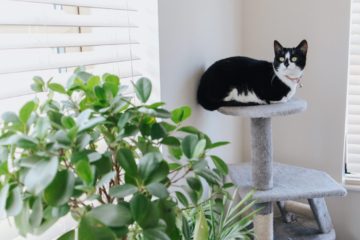 A tuxedo cat on a cat perch.