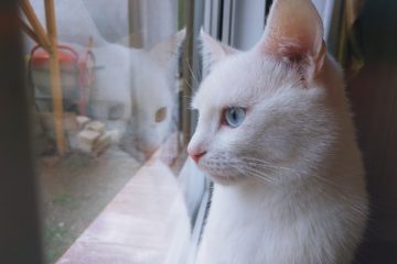 A white cat looking out a window.