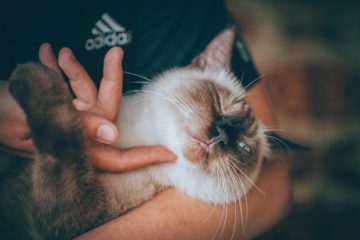 A cat getting chin rubs by its owner.