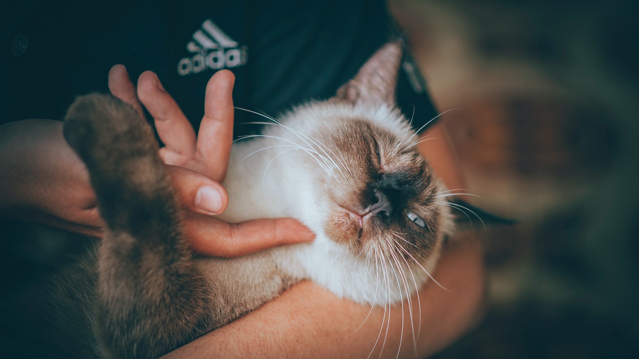 5 Easy Ways To Tell Your Cat You Love Them